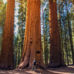 Giant Sequoias Hiking Boole Tree Loop