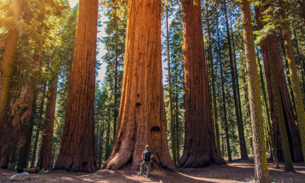 Giant Sequoias Hiking Boole Tree Loop