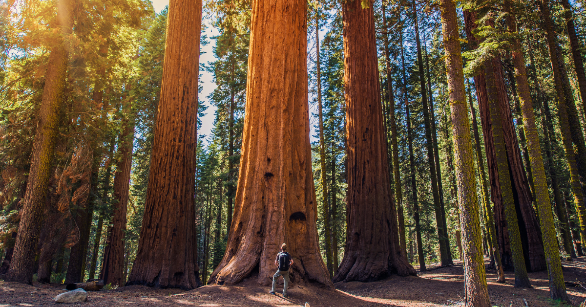 Giant Sequoias Hiking Boole Tree Loop
