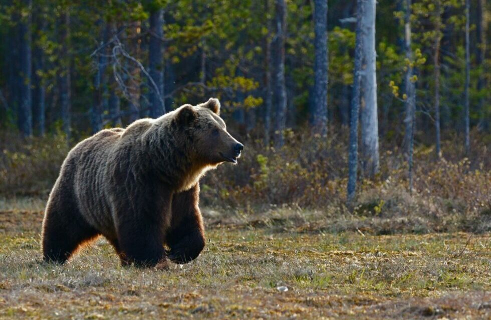 Top Tips for Avoiding Bears in the National Parks